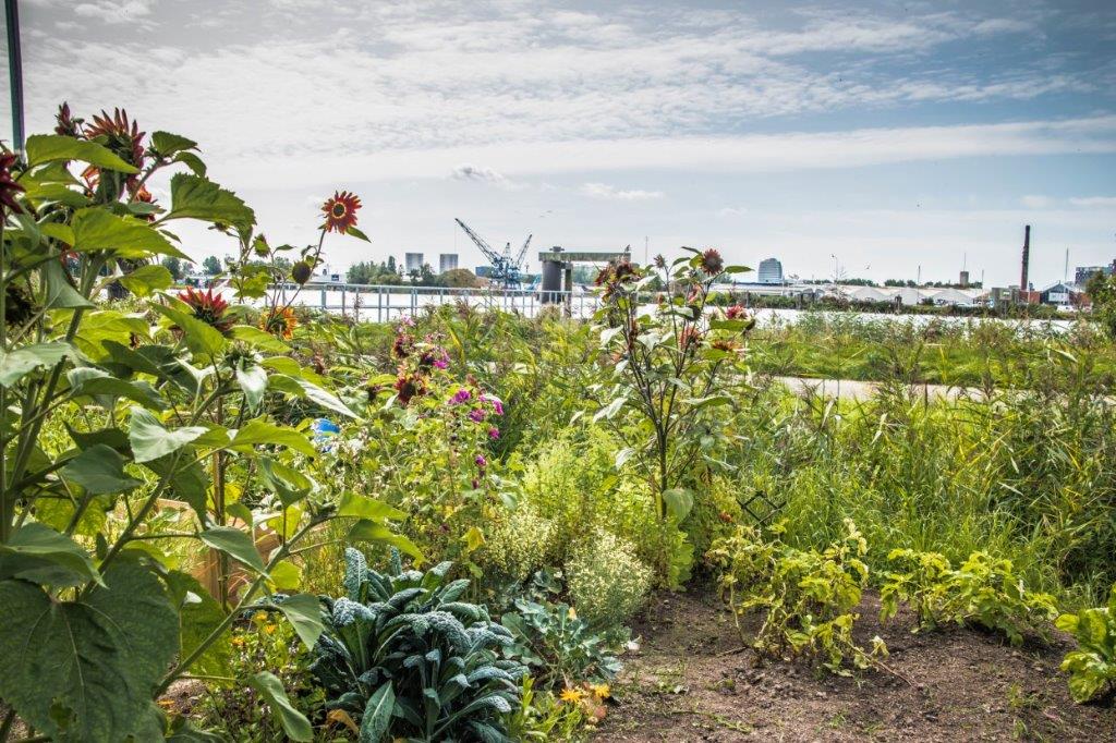 Wilde bloemen aan het water